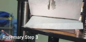 rosemary oil press essential oil step 3