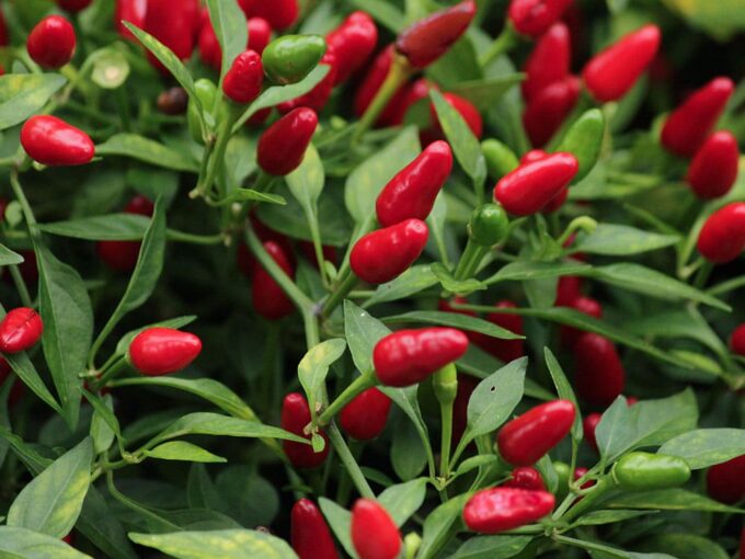 Chilli African Bird