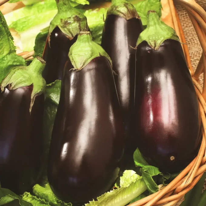 Eggplant Aubergine Black Beauty Heirloom Seeds GROW FOLK
