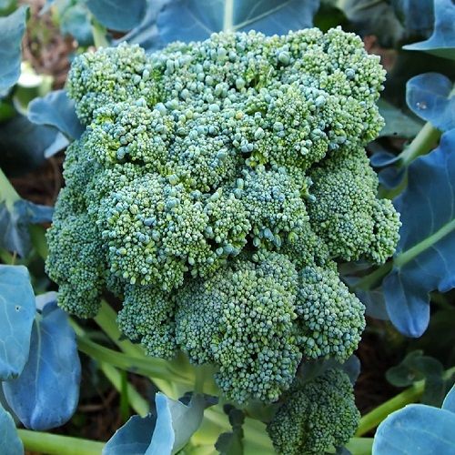 Broccoli Green Sprouting Organic Seeds GROW FOLK