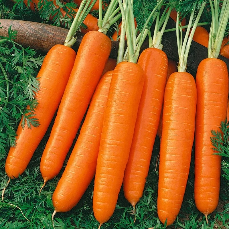 Carrot Nates Organic Seeds GROW FOLK