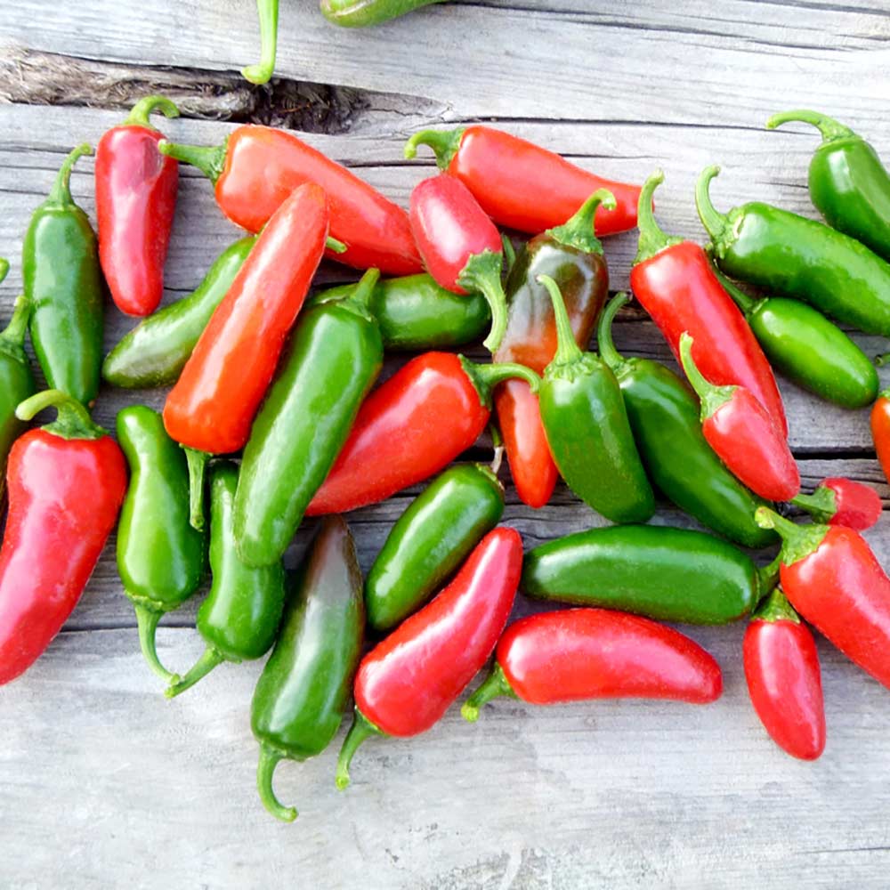 Chilli Jalapeno Organic Seeds GROW FOLK