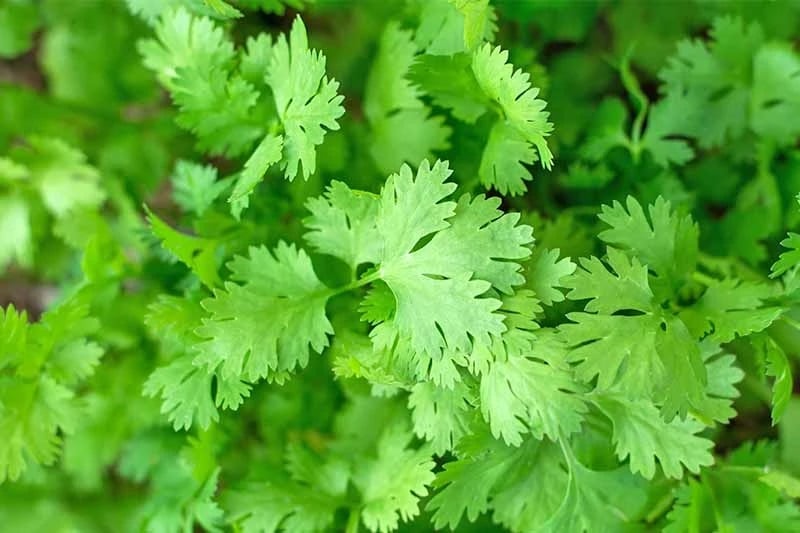 Coriander Dhania Cilantro Organic Seeds GROW FOLK