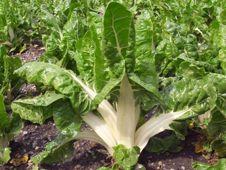 Spinach Swiss Chard Brilliant Organic Seeds GROW FOLK