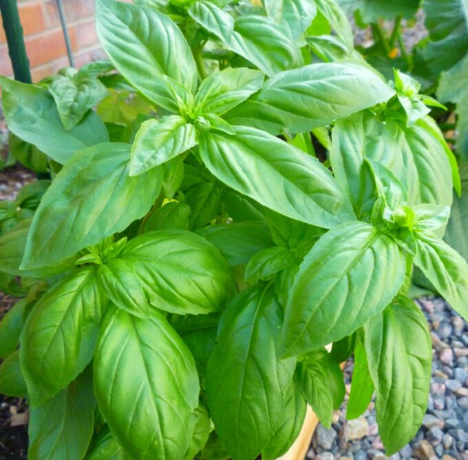 Basil Sweet Organic Seeds GROW FOLK
