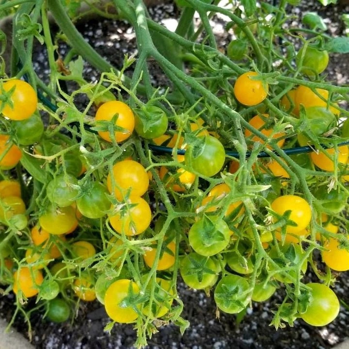 Tomato Blondkopfchen Organic Heirloom Seeds GROW FOLK