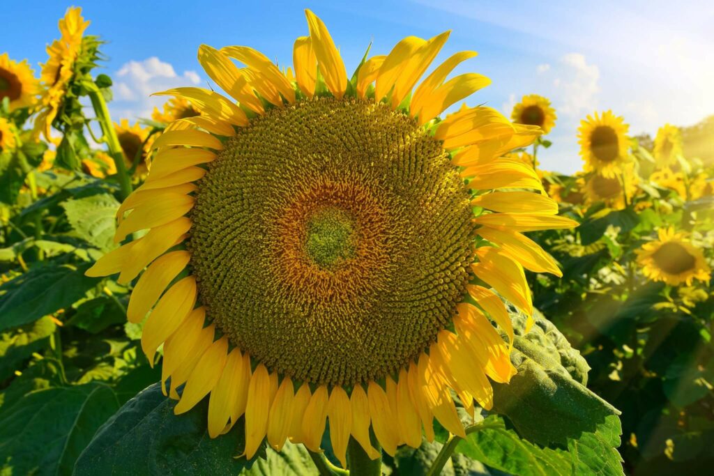 Sunflowers Giant Mongolian GROW FOLK
