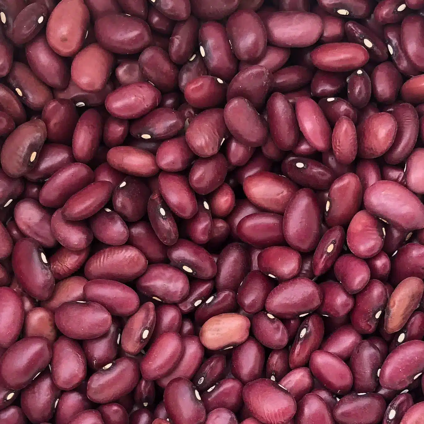 Beans Pole Red Calico Lima GROW FOLK