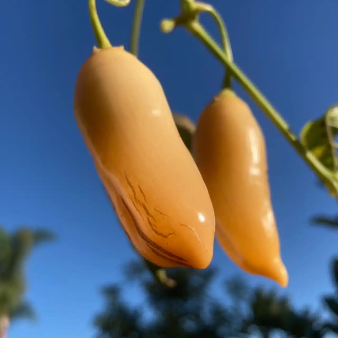 Pepper/Chillies Sugar Rush Peach GROW FOLK