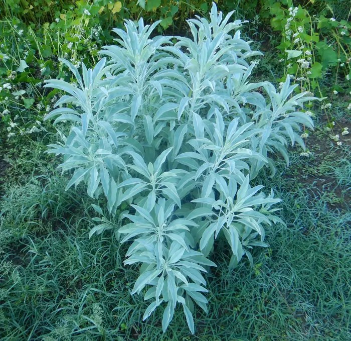 Herbs White Sage Apiana Heirloom Seeds GROW FOLK