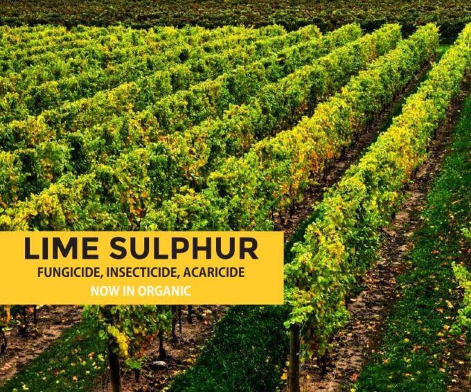 Lime Sulphur Natural Fungicide Bactericide Insecticide GROW FOLK