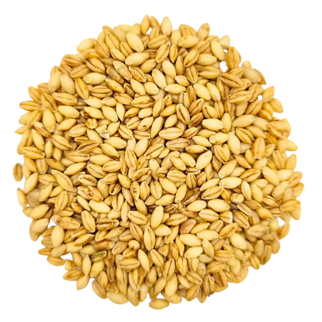 Barley Grass Microgreens and Sprouting Seed 750G GROW FOLK