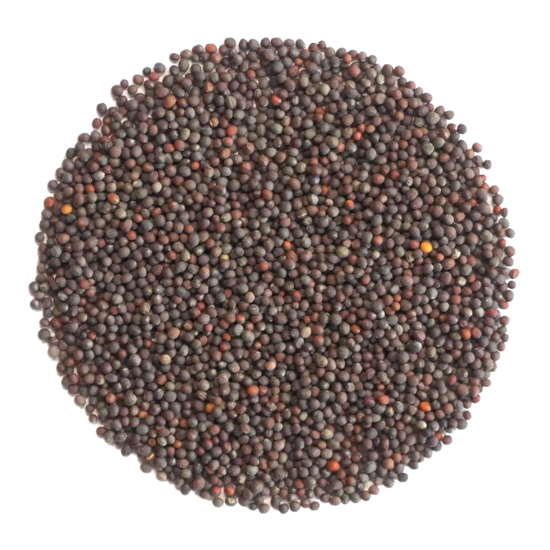 Broccoli Sprouting Seed 250G GROW FOLK