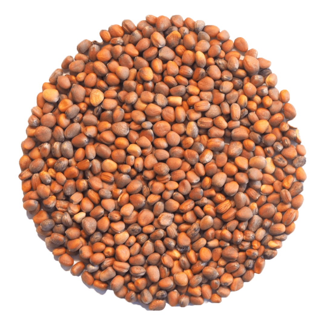 Radish China Rose Microgreens and Sprouting Seeds 250G GROW FOLK