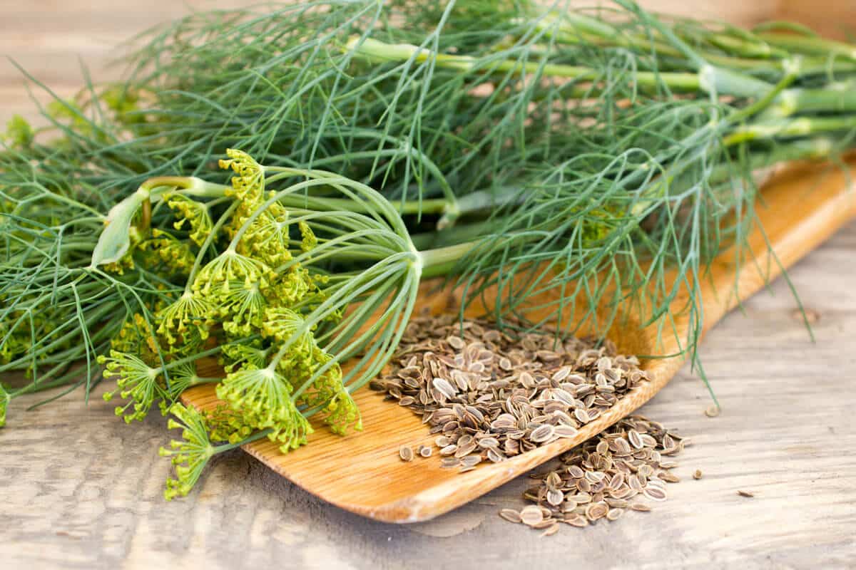 Dill Heirloom Seeds GROW FOLK